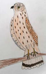 Ein Turmfalke